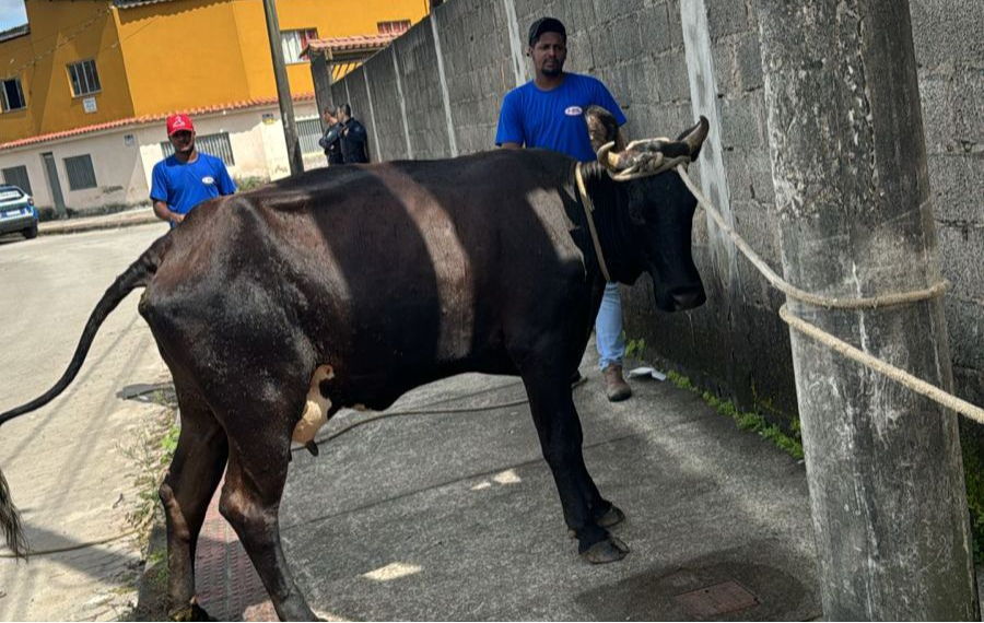 Prefeitura realiza operação de recolhimento de animais de grande e médio porte abandonados em vias públicas