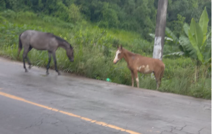 Prefeitura recolhe dois cavalos abandonados em Porto de Cariacica; saiba como denunciar animais soltos