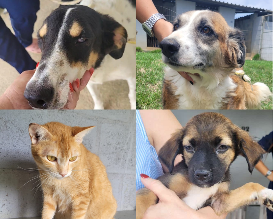Quer adotar um pet? Praça de Campo Grande terá feira de adoção neste sábado (26)