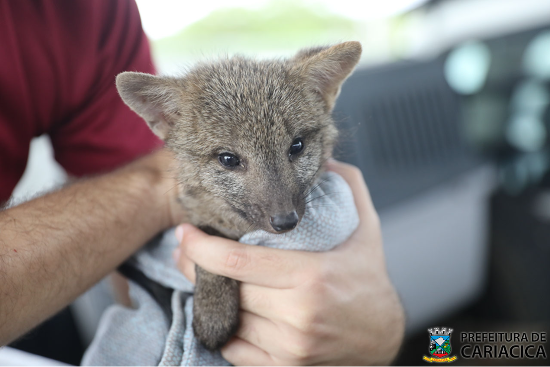 Saiba o que fazer ao encontrar um animal silvestre em área urbana 