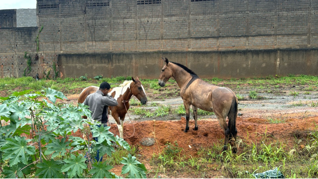 Equipe da Secretaria de Serviços recolhe cavalos em via principal de Cariacica