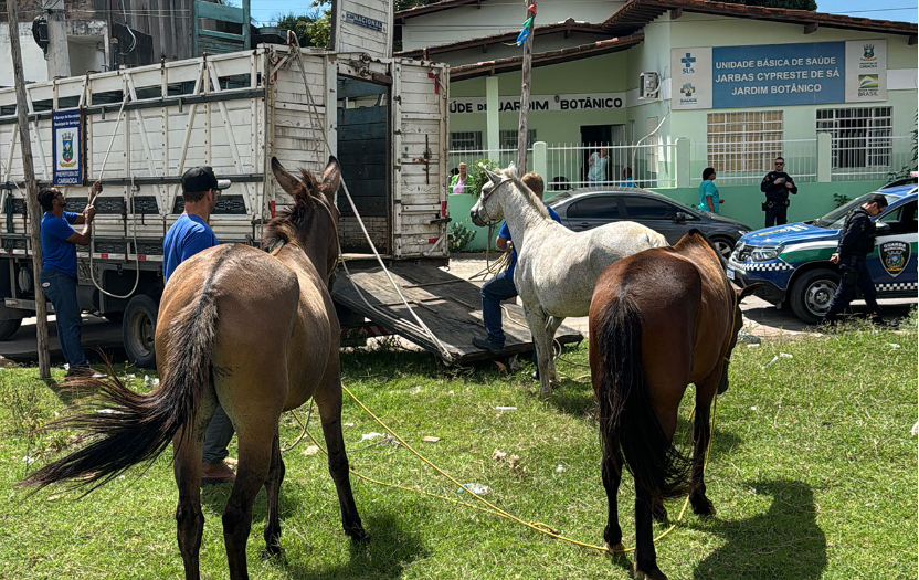 Animais de grande porte abandonados em vias públicas são recolhidos
