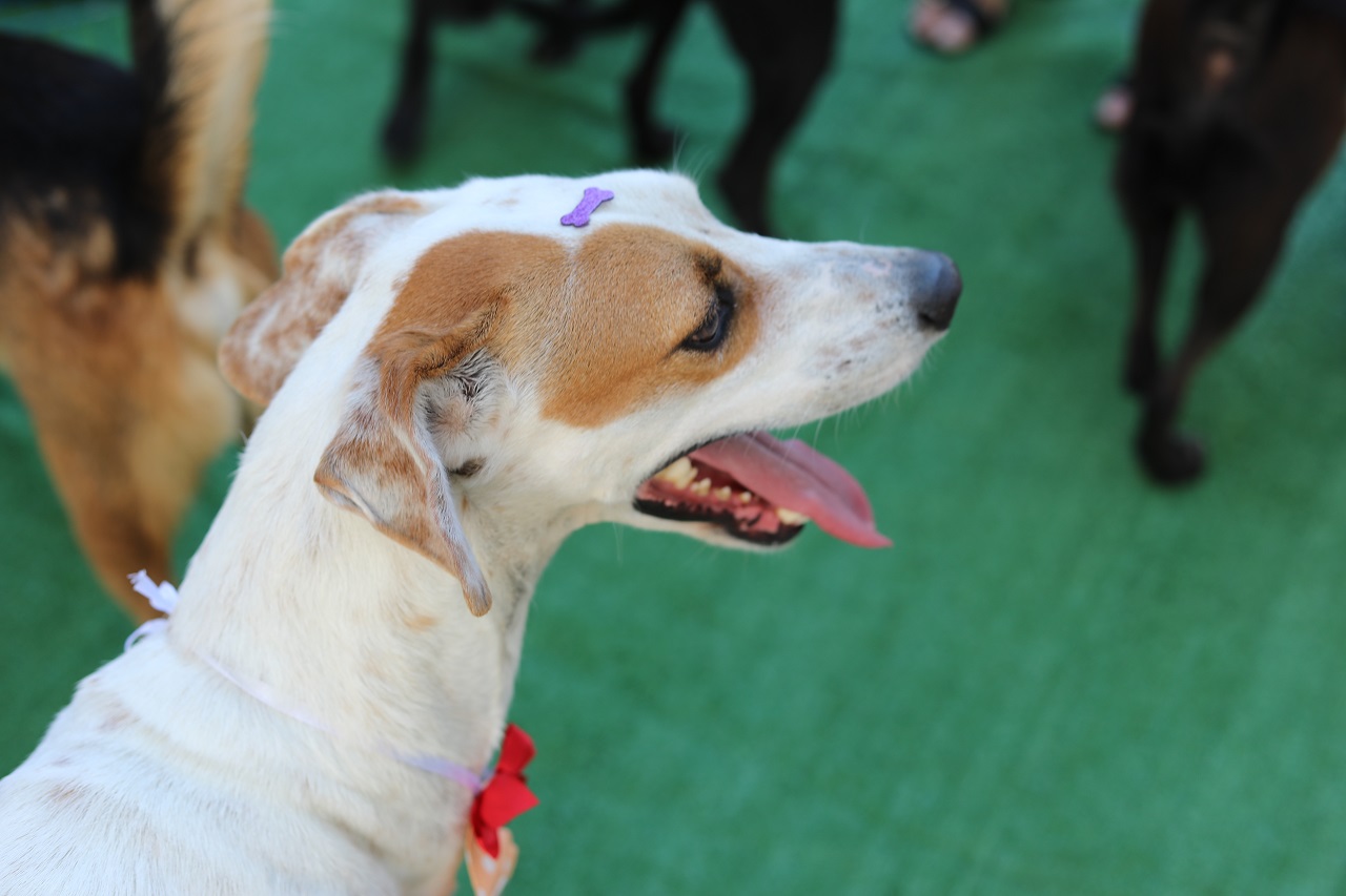 Sábado (9) tem Feira de Adoção de Animais