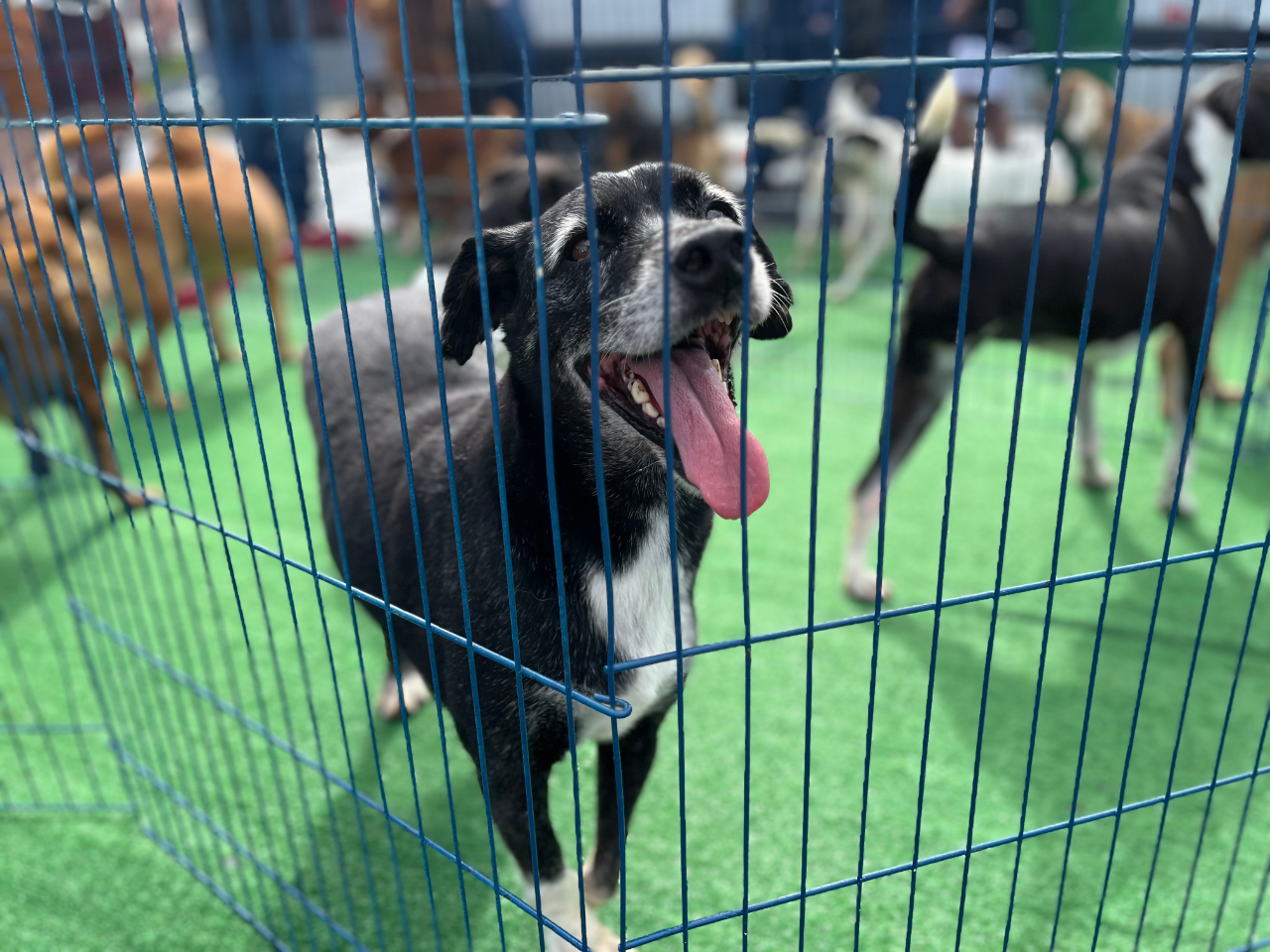 Quer ganhar um novo “aumigo”? Sábado (23) tem Feira de Adoção de cães e gatos no Shopping Moxuara