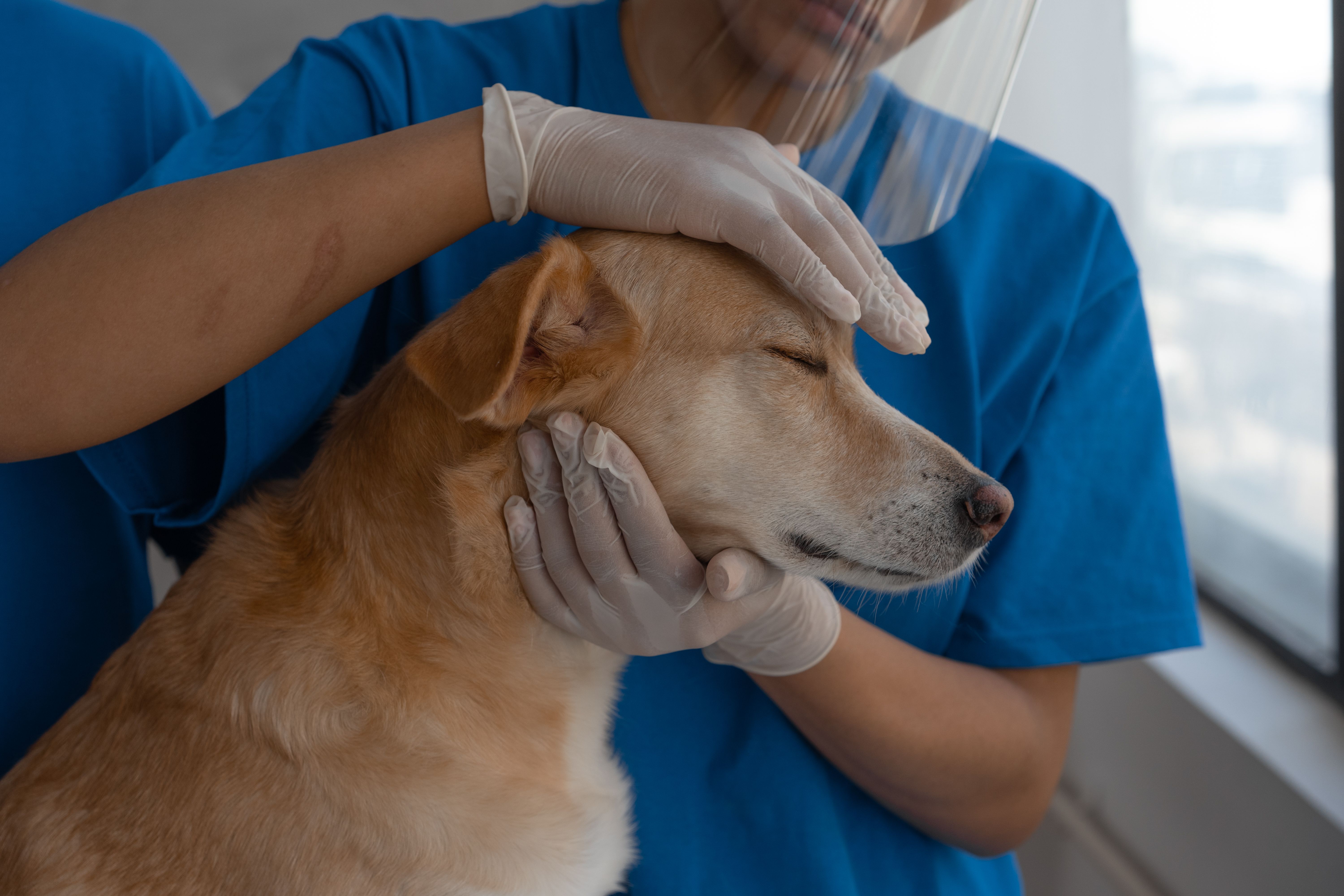 Carretão PetVida chega a Cariacica com 400 castrações e 800 vacinas gratuitas para cães e gatos 