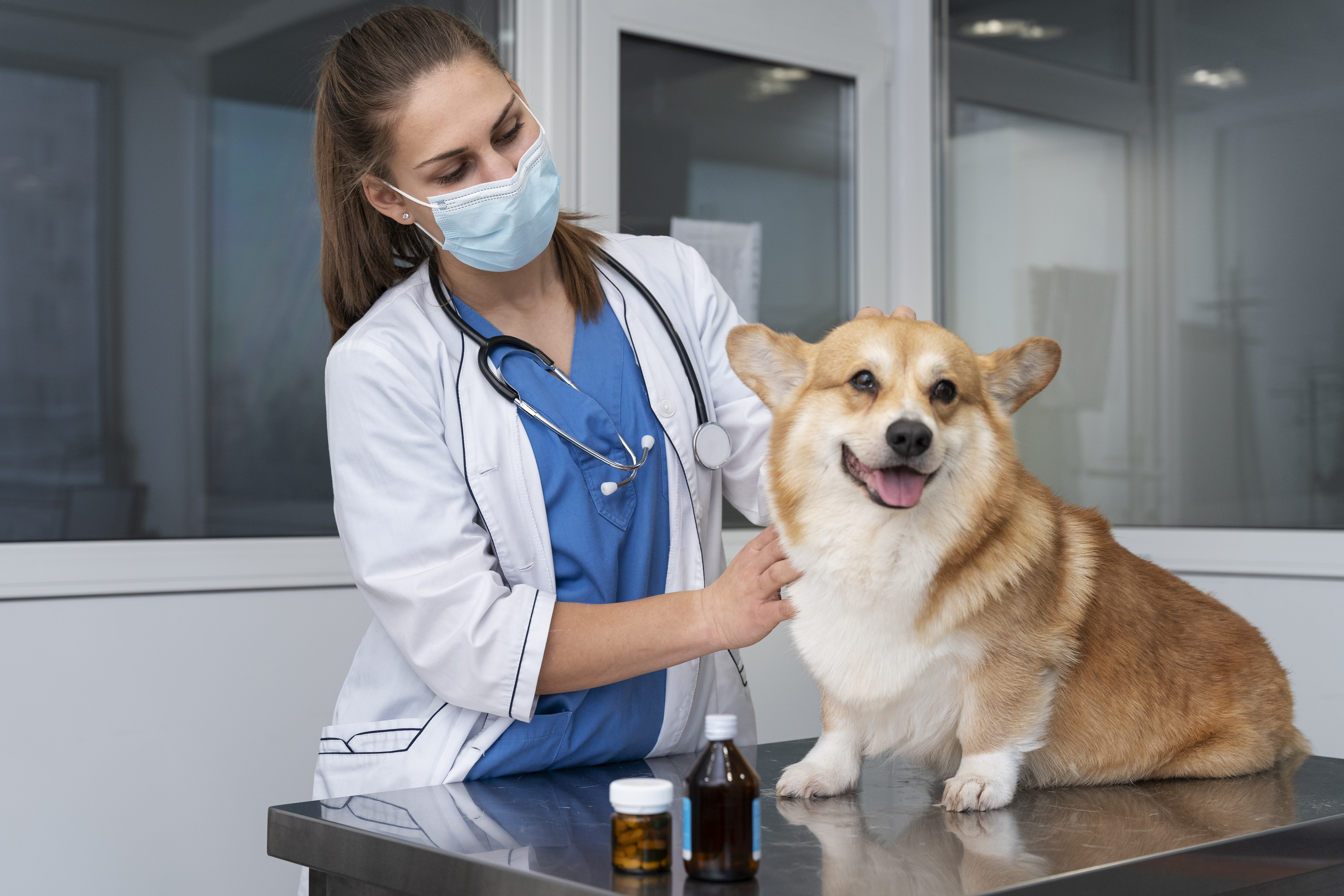 Cariacica registra mais de mil atendimentos para castração no Programa Pet Vida