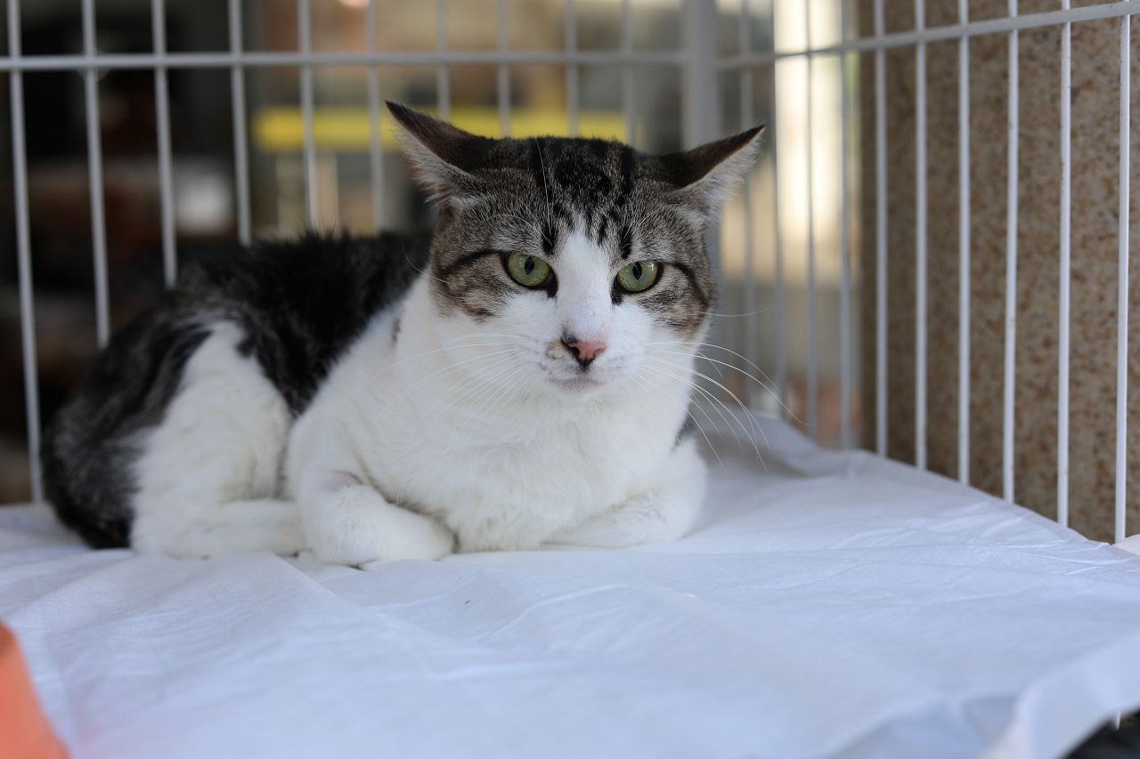 Vacinação contra a raiva em cães e gatos será realizada neste sábado (20); confira os locais 