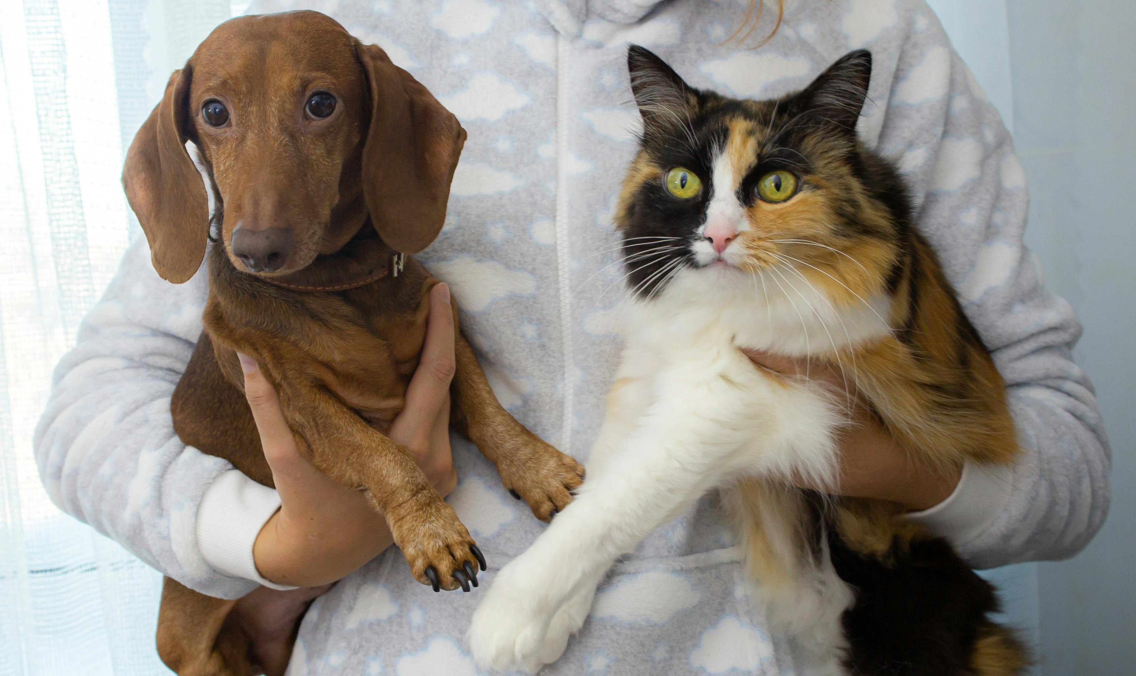 Cadastro para castração gratuita de cães e gatos segue até o dia 15