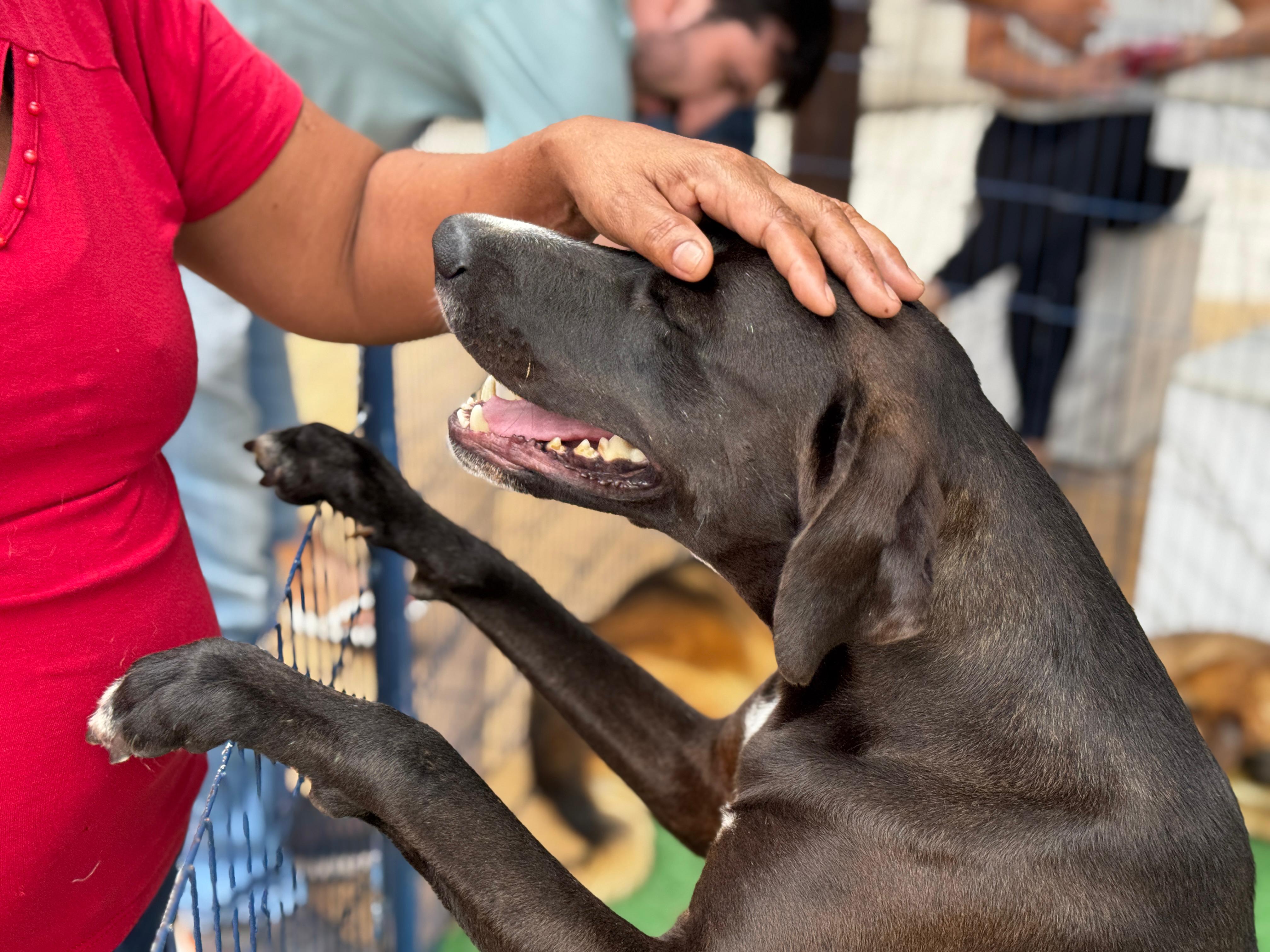 Amor de quatro patas: veja motivos para adotar um cãozinho neste sábado (7) em Campo Grande