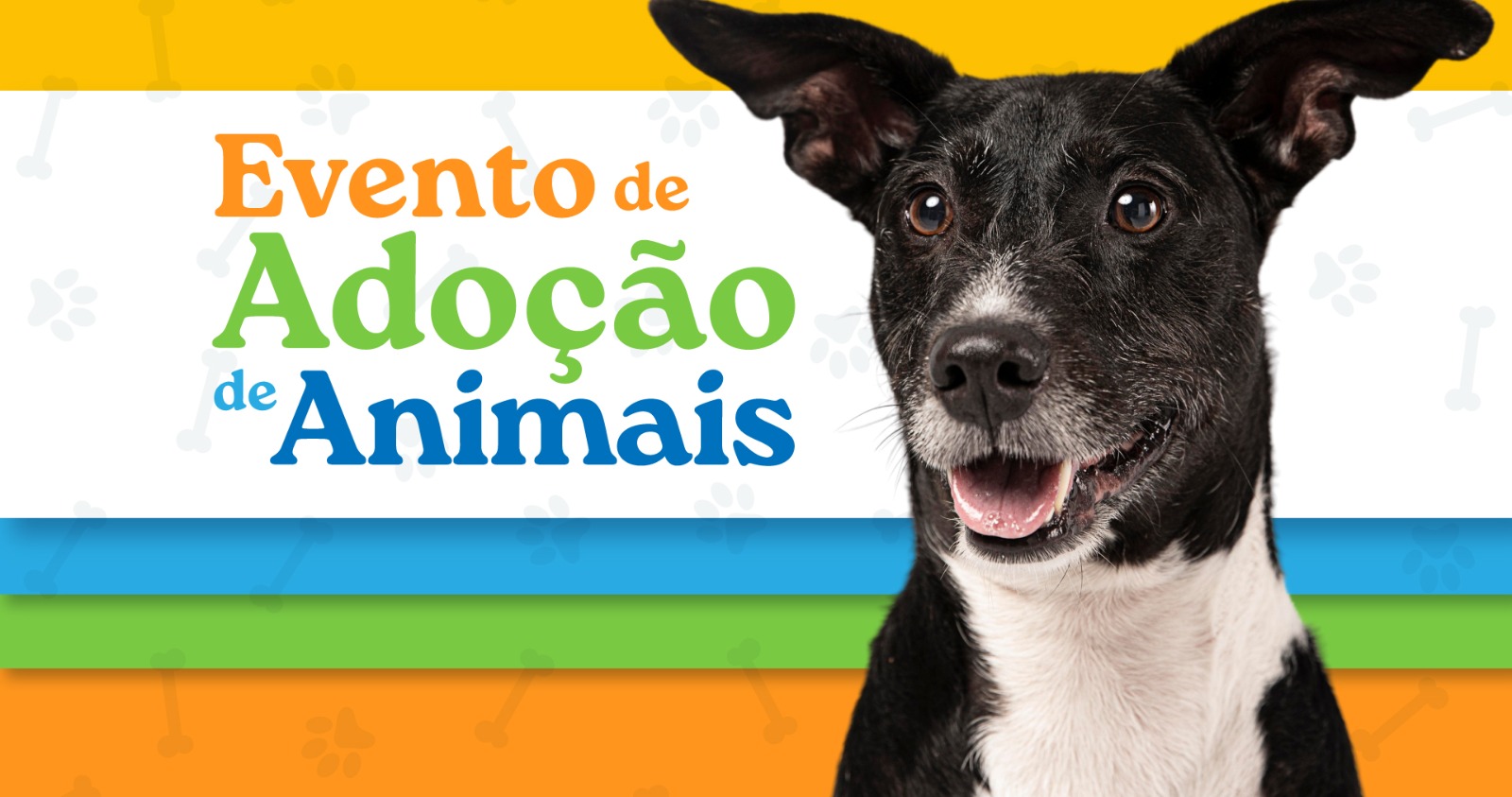 Amor que salva vidas: evento de adoção leva cães resgatados à Praça da Expedito Garcia no dia 7