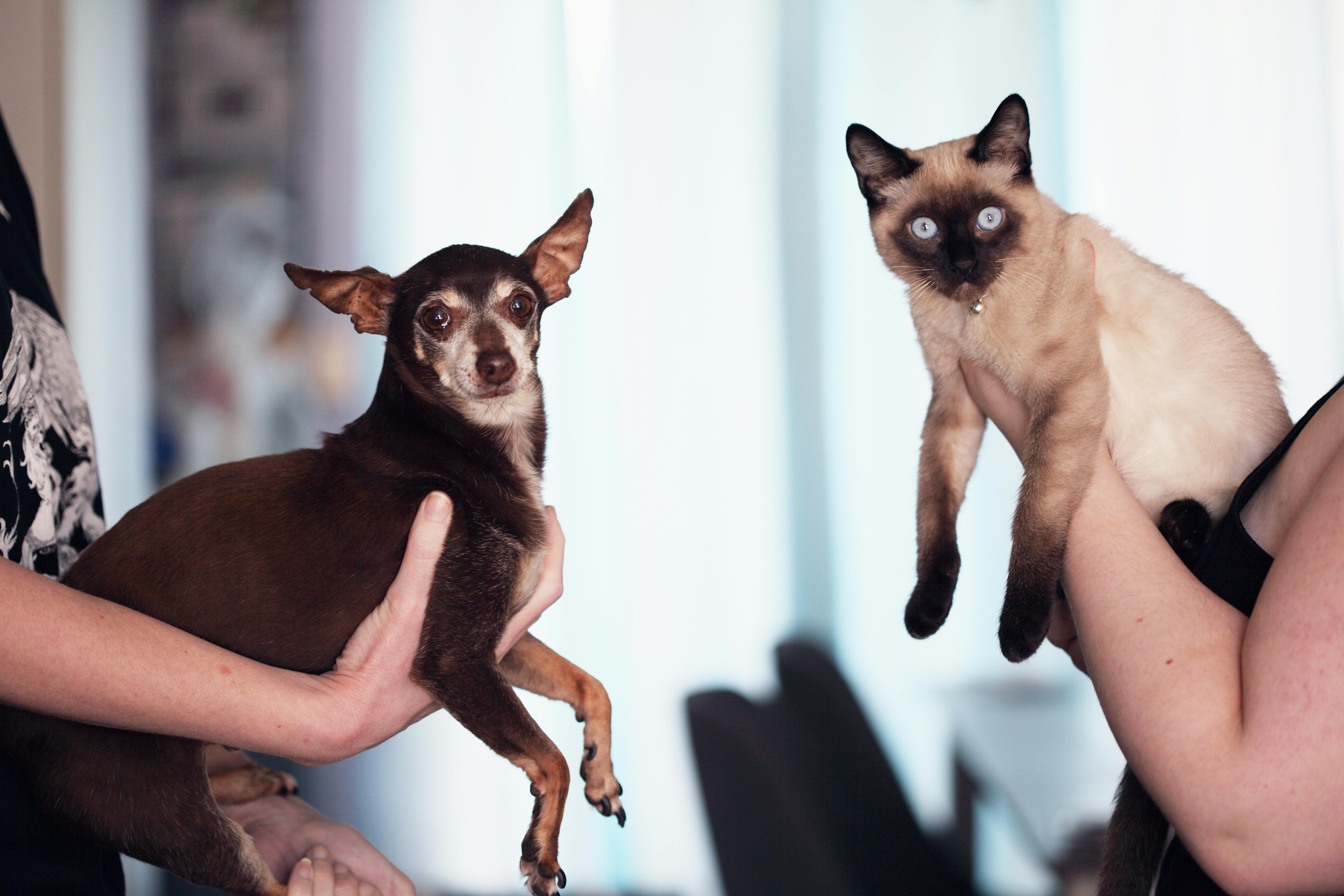 Cariacica inicia credenciamento de clínicas para mais de 1.200 castrações gratuitas de cães e gatos